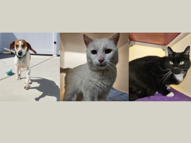 Happy. Geralt and Knightly