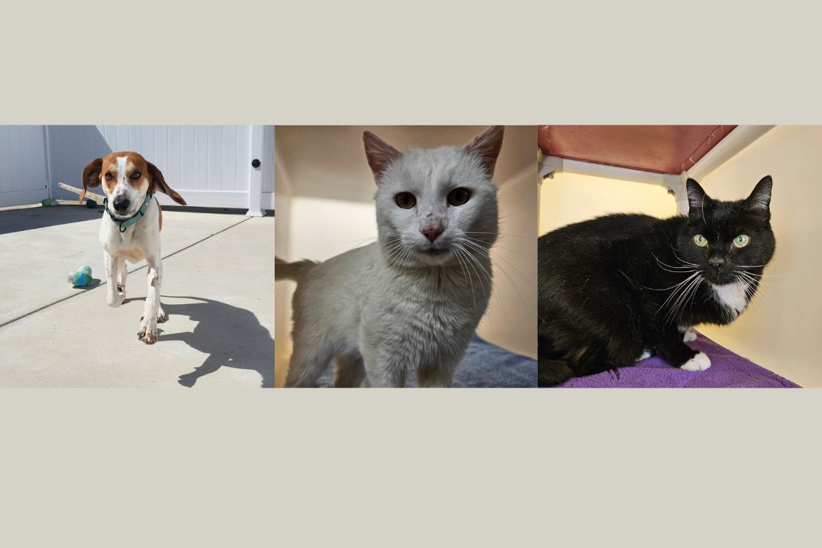 Happy. Geralt and Knightly