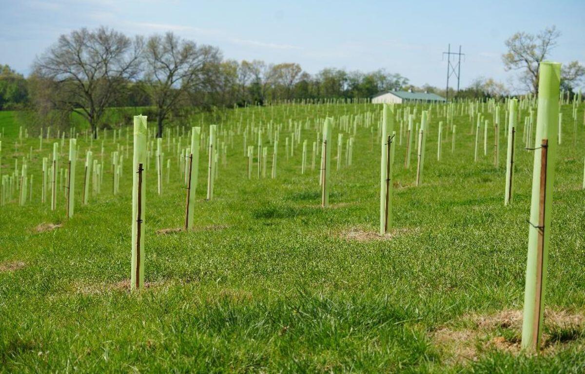 Trees being planted