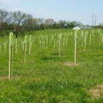 Trees being planted