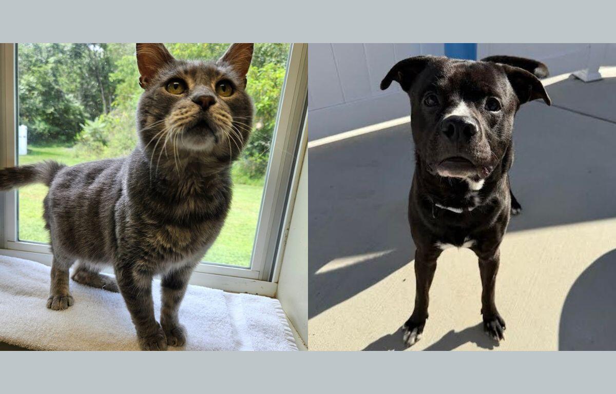 Two pets side by side: a gray tabby cat on a windowsill and a black dog standing on a sunny patio