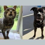 Two pets side by side: a gray tabby cat on a windowsill and a black dog standing on a sunny patio