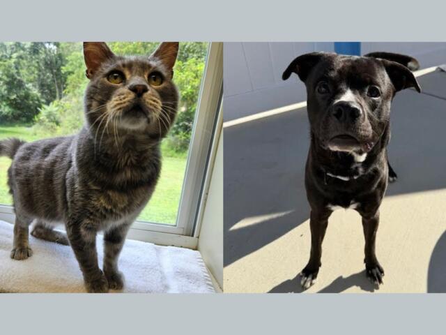 Two pets side by side: a gray tabby cat on a windowsill and a black dog standing on a sunny patio