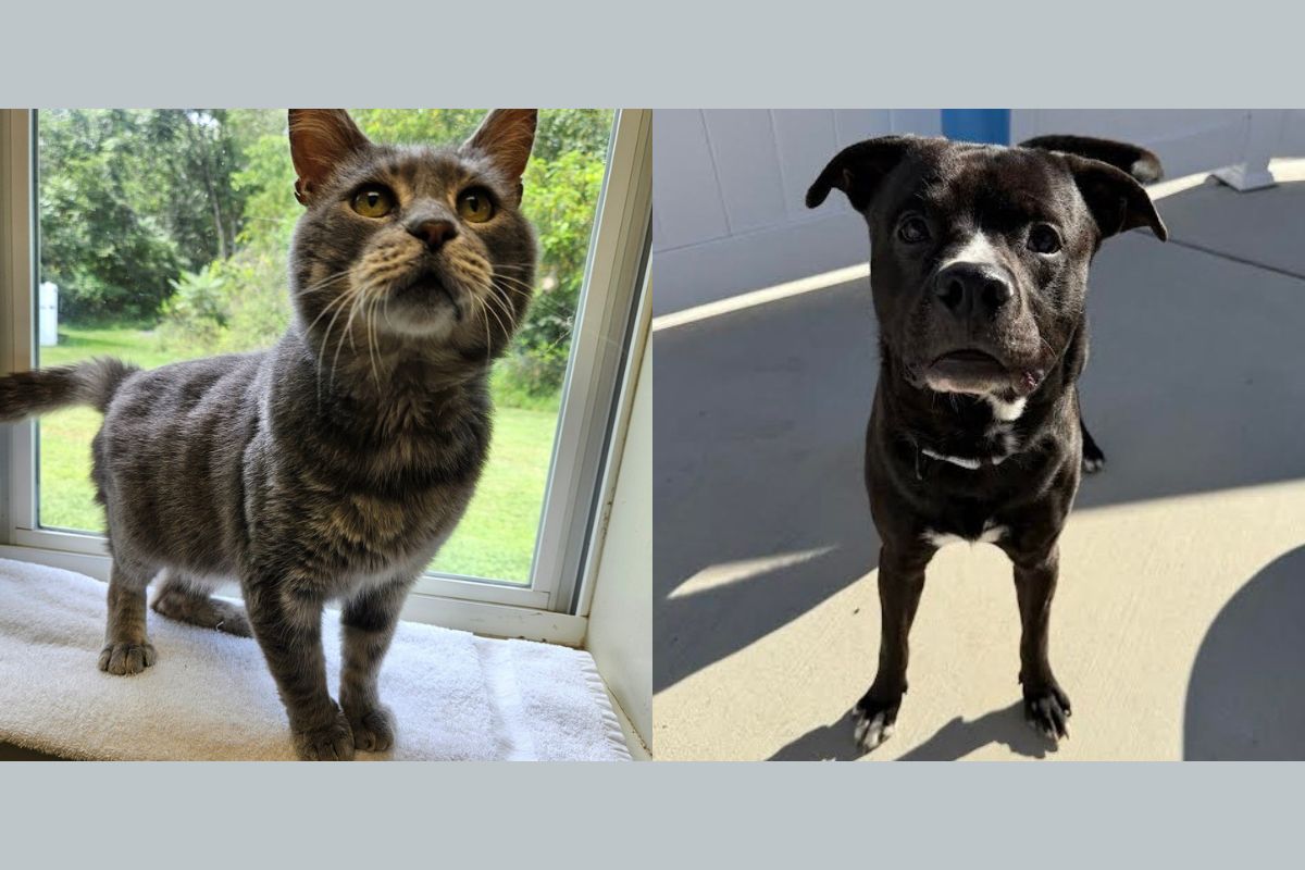Two pets side by side: a gray tabby cat on a windowsill and a black dog standing on a sunny patio