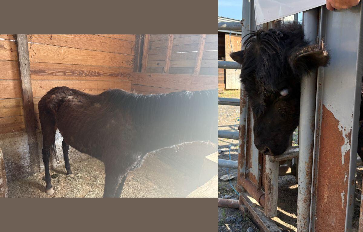 Horse (left) and cow (right) after being found living in poor conditions