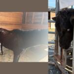 Horse (left) and cow (right) after being found living in poor conditions