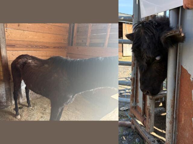 Horse (left) and cow (right) after being found living in poor conditions