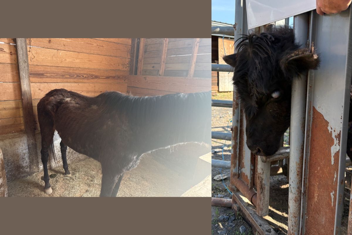 Horse (left) and cow (right) after being found living in poor conditions