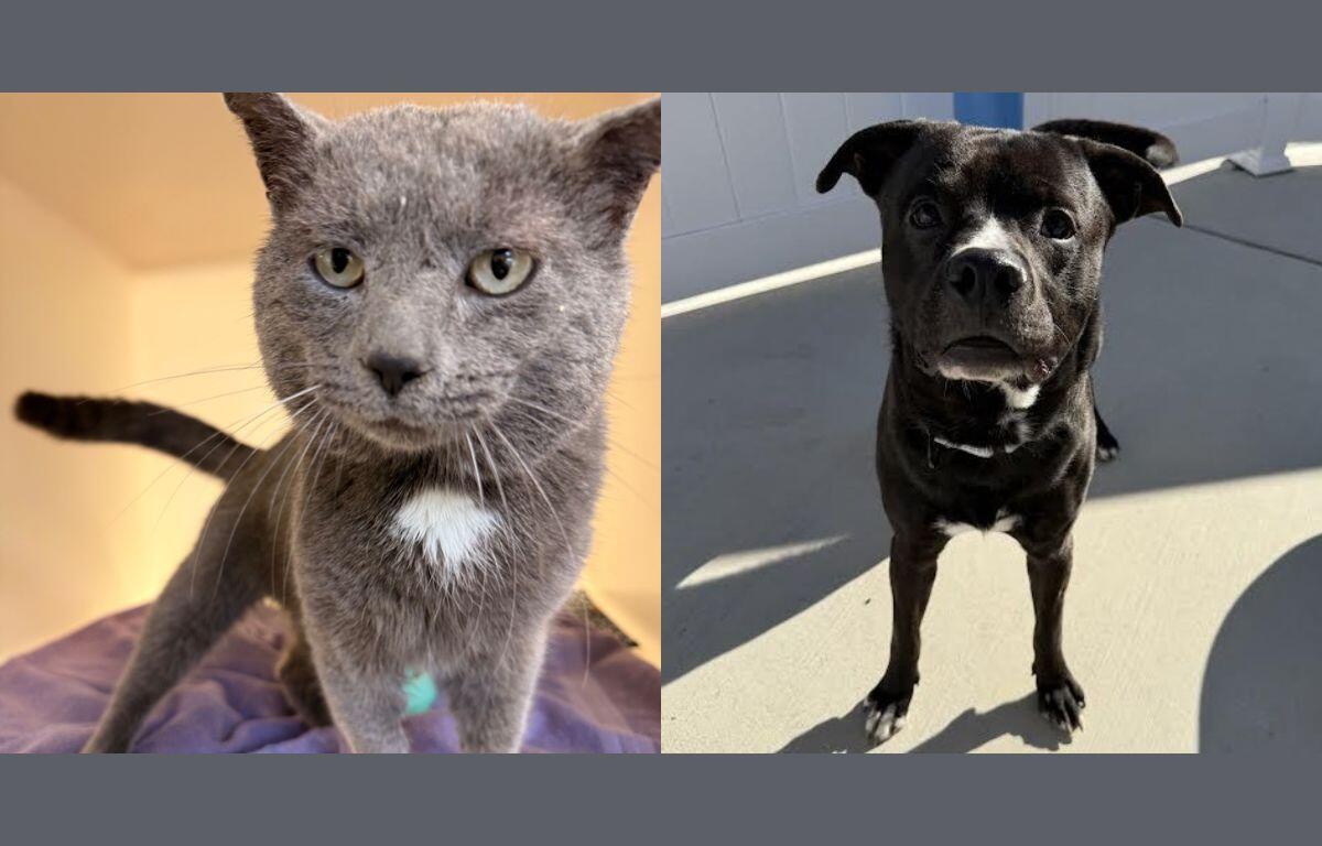 Left: gray cat with a white chest on a purple blanket, and right: black dog with a white chest standing on a sunny patio.