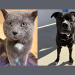 Left: gray cat with a white chest on a purple blanket, and right: black dog with a white chest standing on a sunny patio.