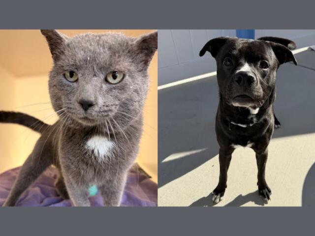 Left: gray cat with a white chest on a purple blanket, and right: black dog with a white chest standing on a sunny patio.