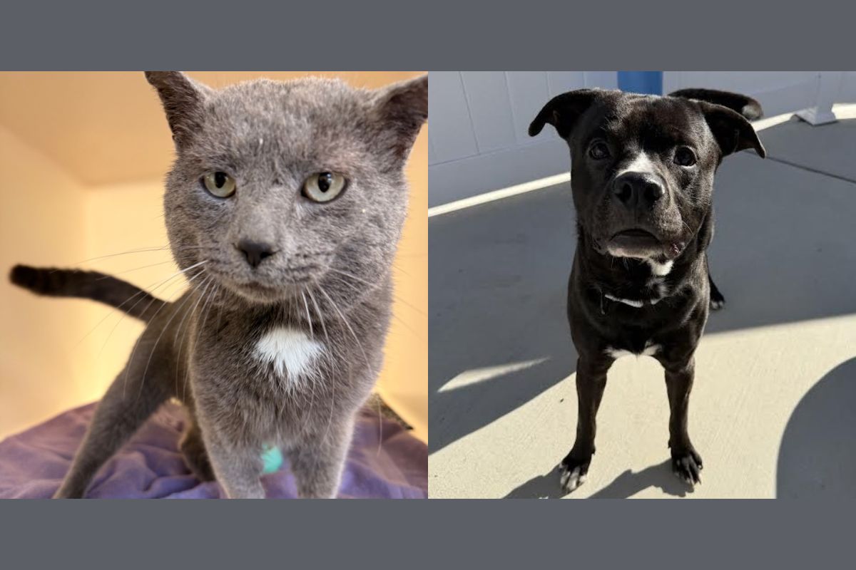 Left: gray cat with a white chest on a purple blanket, and right: black dog with a white chest standing on a sunny patio.
