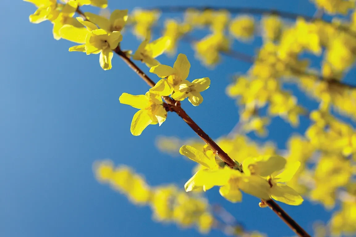 Forsythia In the Garden with Andre Viette