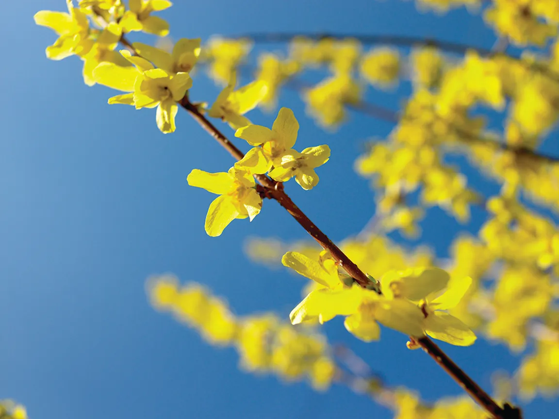Forsythia In the Garden with Andre Viette