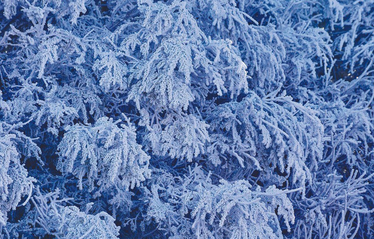 Frost on trees