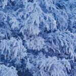 Frost on trees