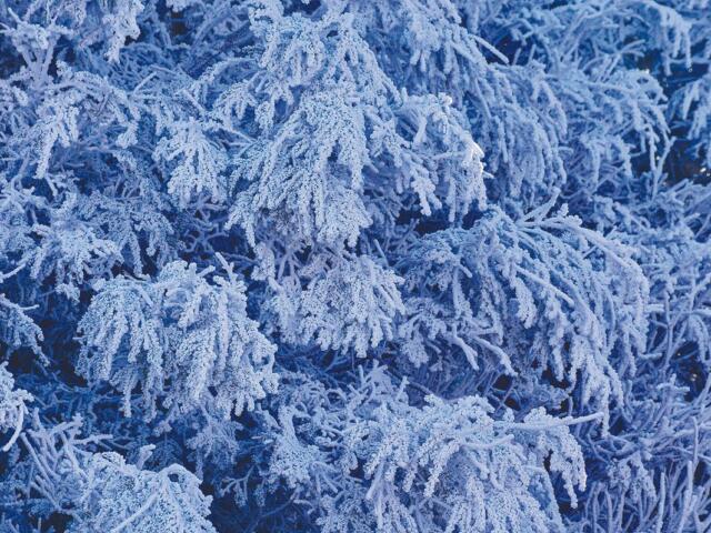 Frost on trees