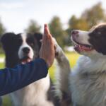 Doh high fiving their owner