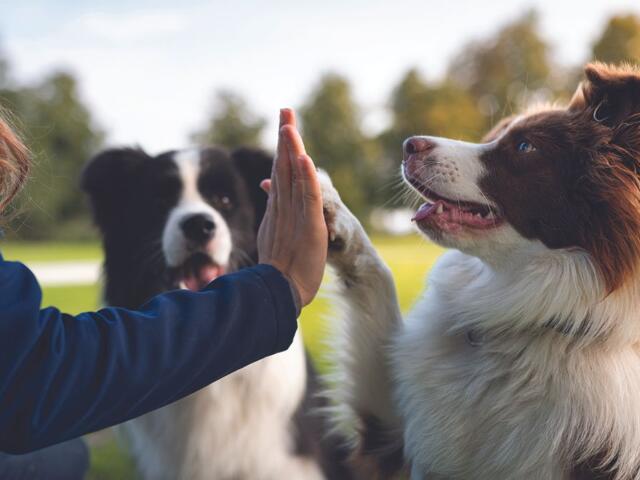 Doh high fiving their owner