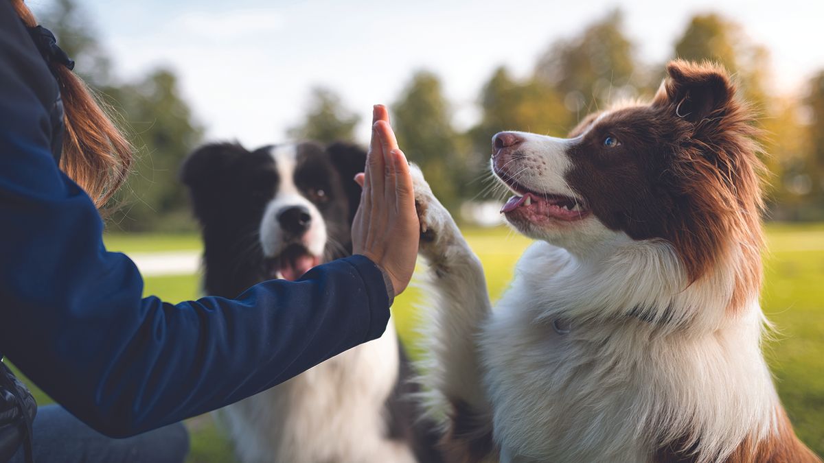 Doh high fiving their owner