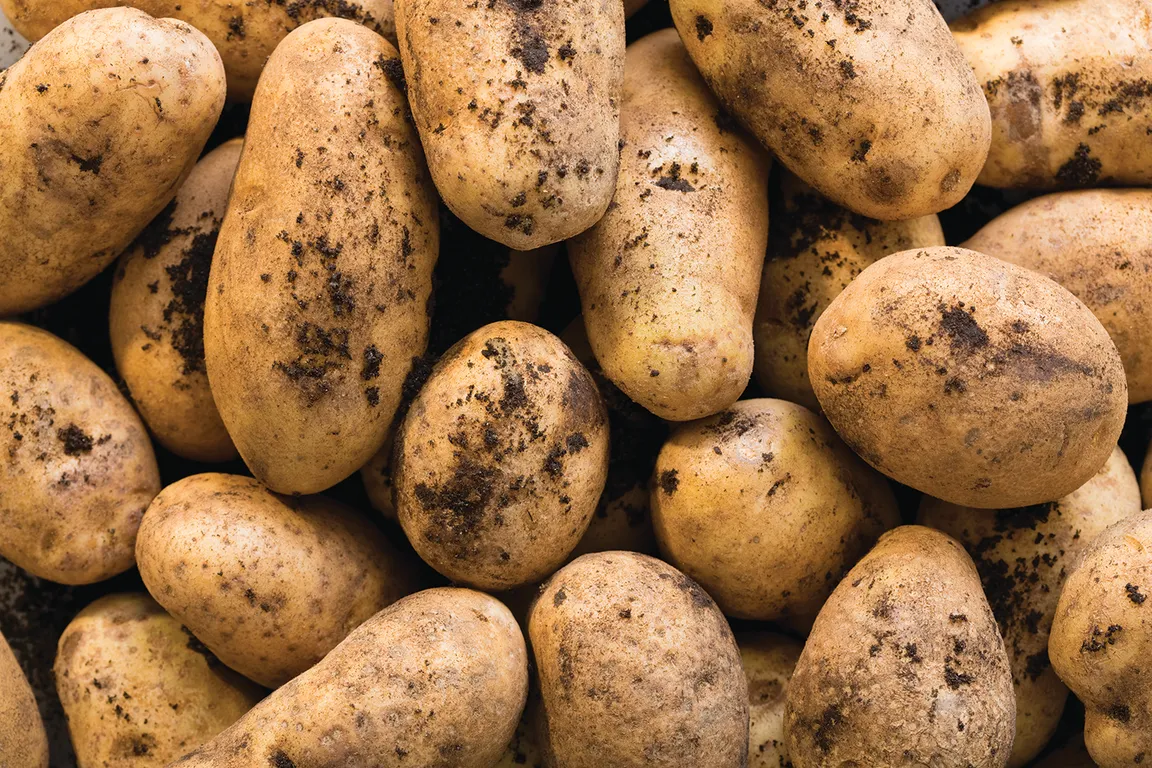 Pile of raw potatoes with soil on their light brown skins.