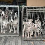 Several puppies in crates in a truck