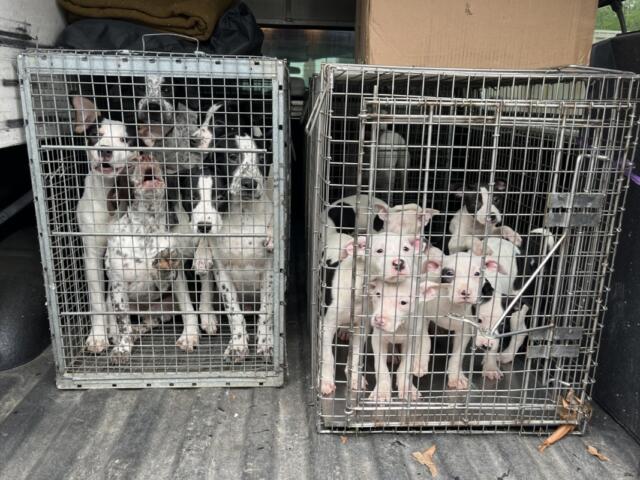 Several puppies in crates in a truck