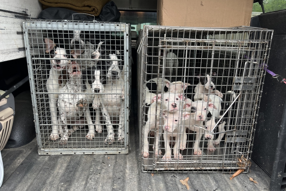 Several puppies in crates in a truck