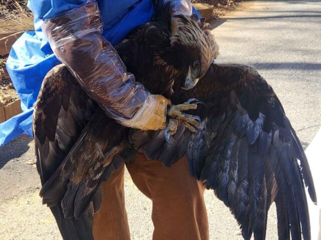 Golden Eagle