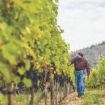 A farmer walks through a vineyard