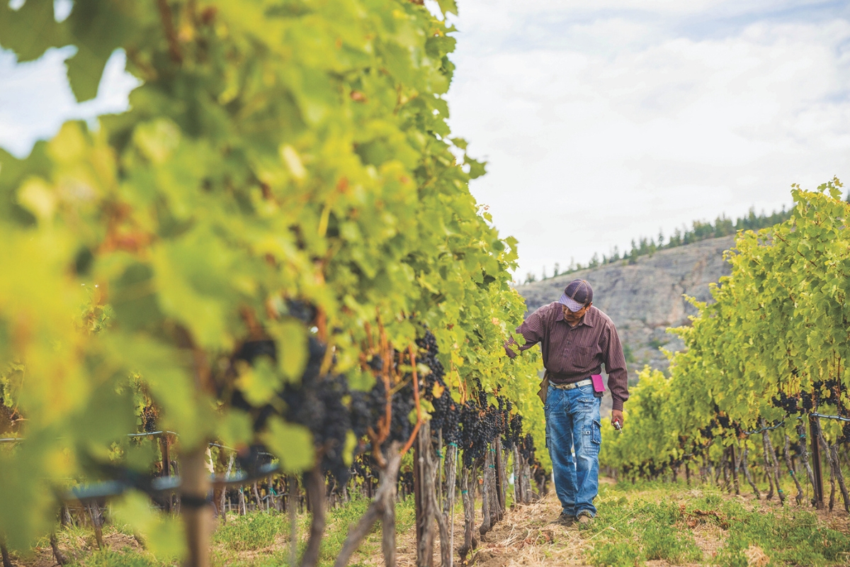 A farmer walks through a vineyard