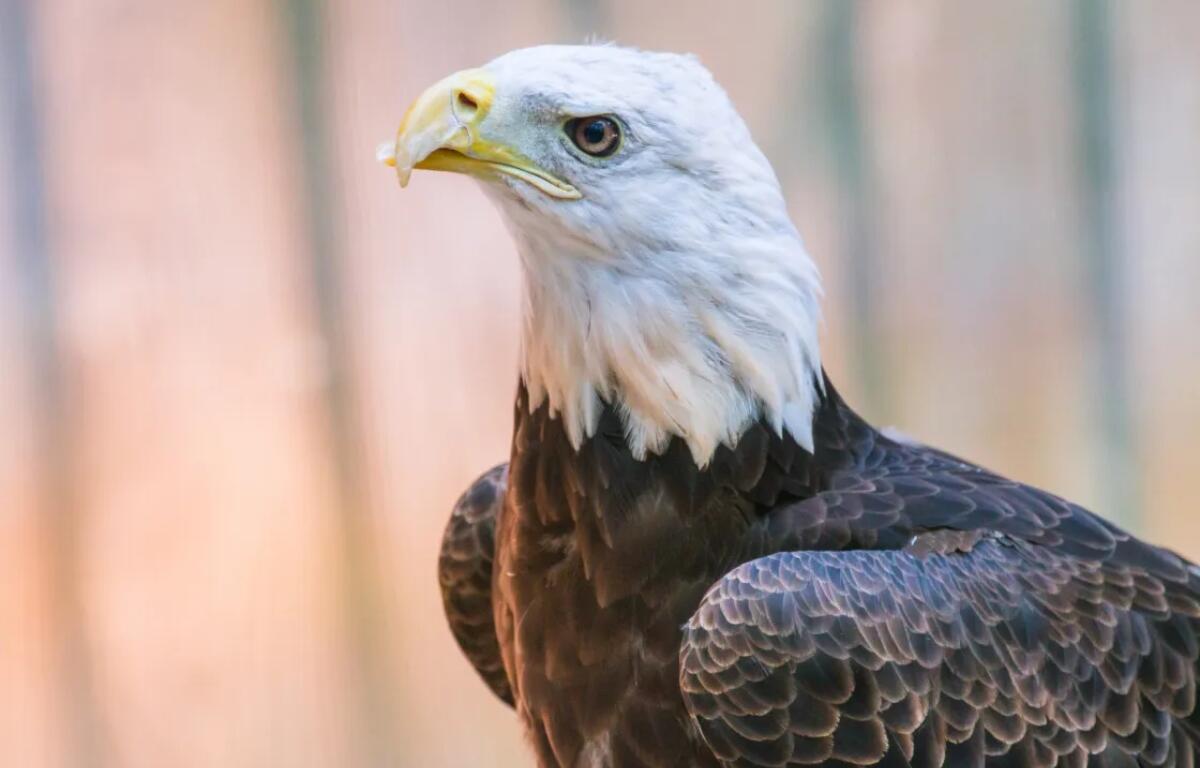 Buddy the bald eagle