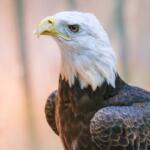 Buddy the bald eagle