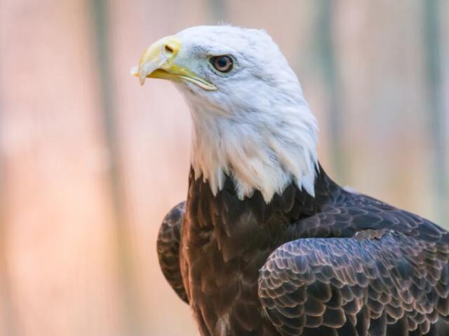 Buddy the bald eagle
