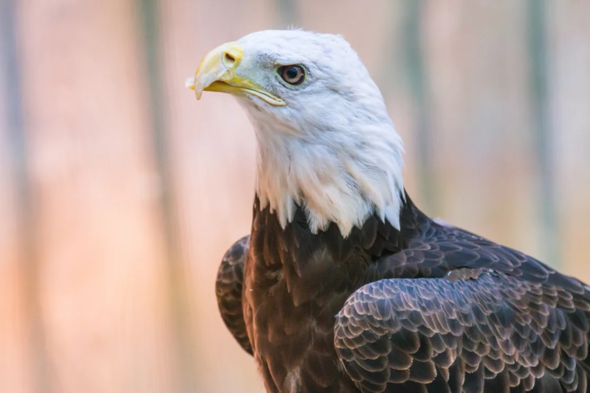 Buddy the bald eagle