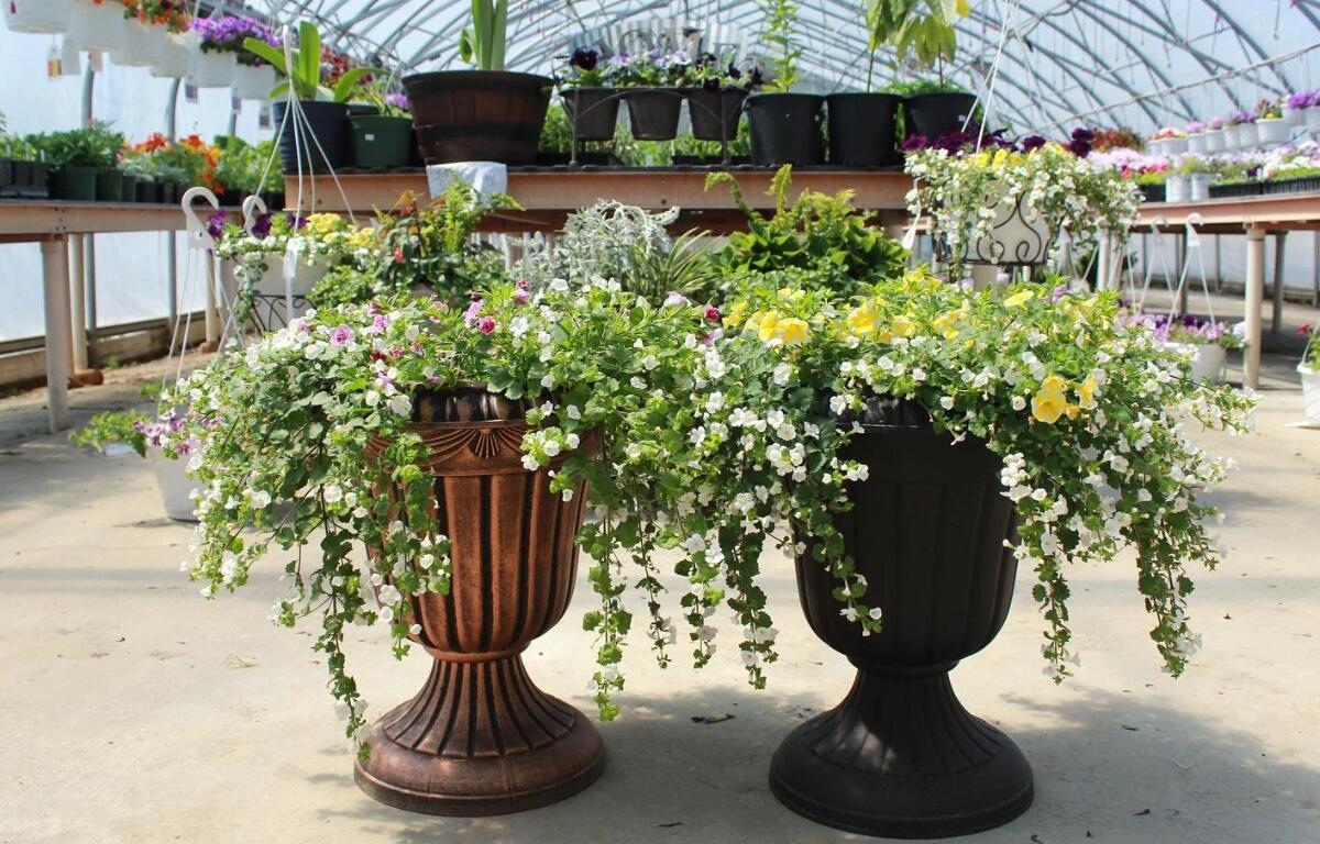Two ornamental pedestal planters with cascading white flowers in a greenhouse.