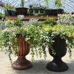 Two ornamental pedestal planters with cascading white flowers in a greenhouse.