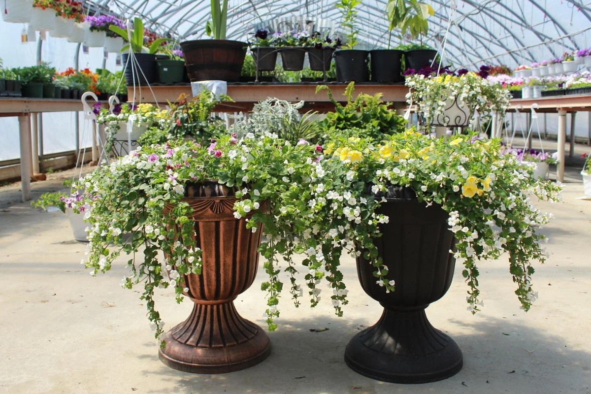 Two ornamental pedestal planters with cascading white flowers in a greenhouse.