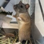 Allegheny woodrat