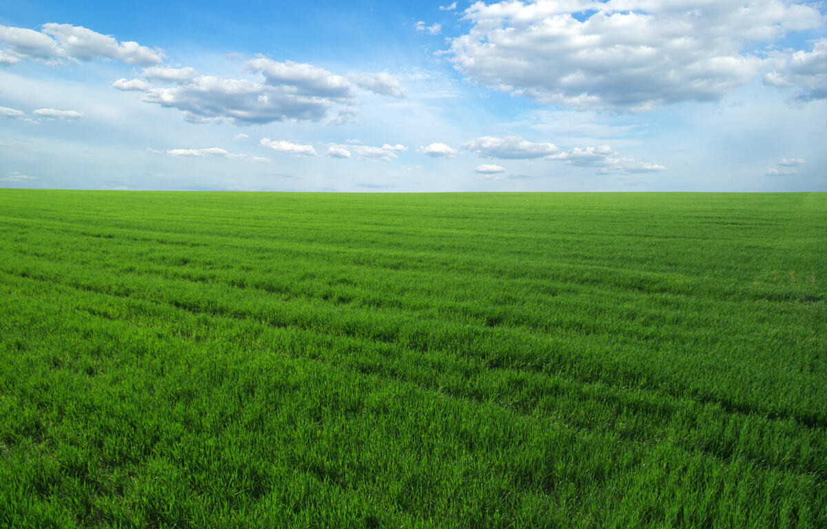 green field and blue sky