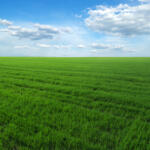 green field and blue sky