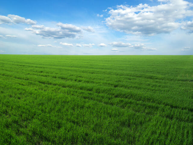 green field and blue sky
