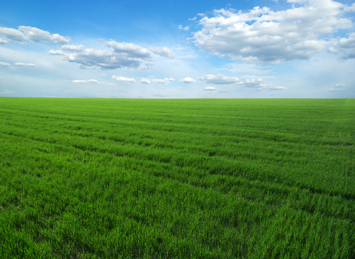 green field and blue sky