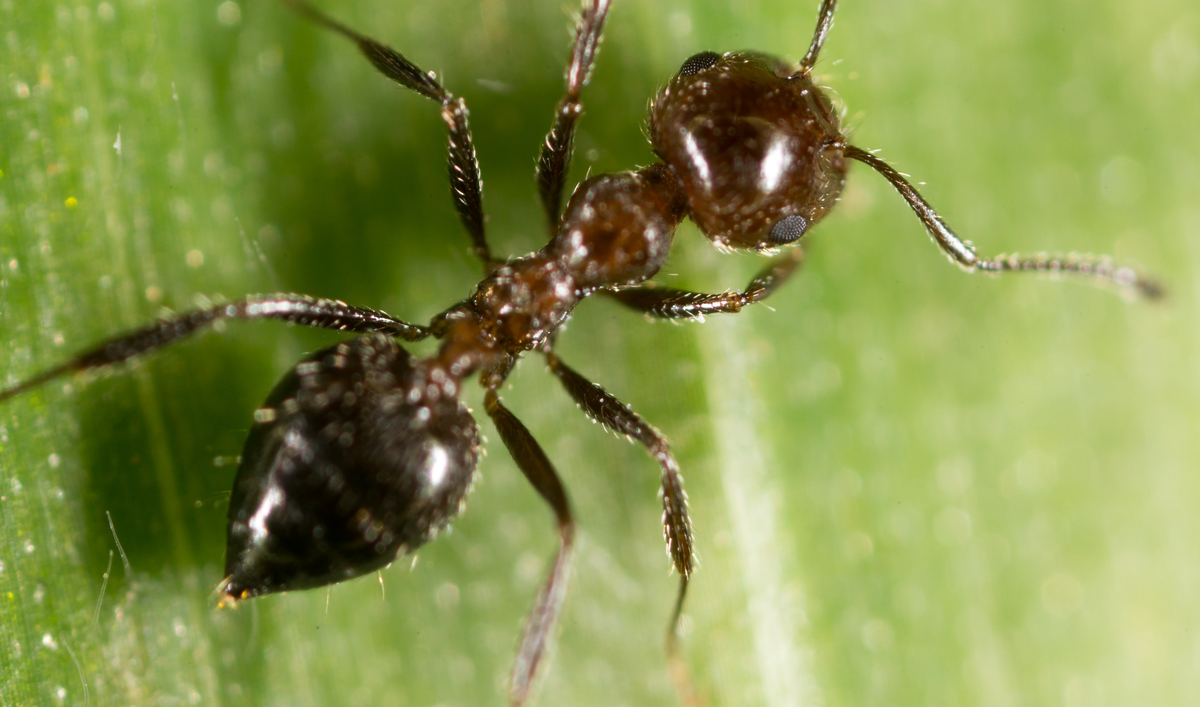 Close-up of an ant-mimic spider on a green leaf, with a slender waist and dark brown body.