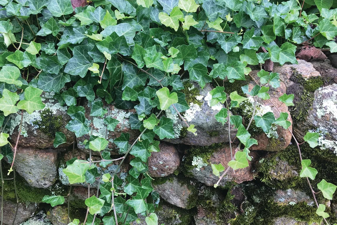 Green ivy leaves climbing a mossy stone wall, covering the rocks.