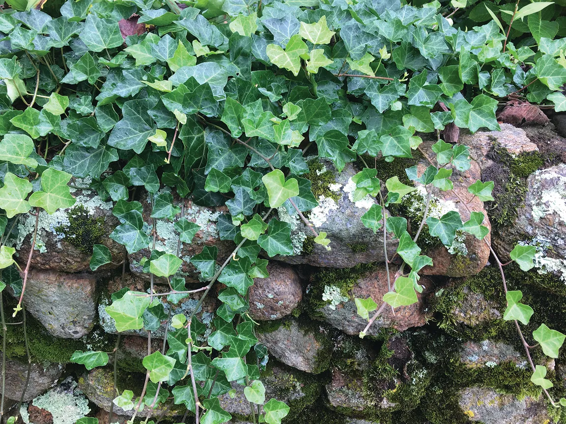 Green ivy leaves climbing a mossy stone wall, covering the rocks.