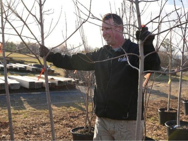 Smiling man in a black jacket ties an orange ribbon to a young tree in a nursery.