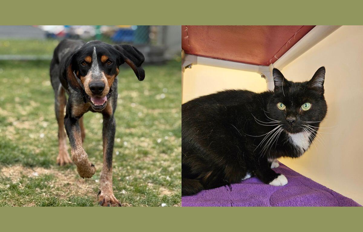 Side-by-side: a dog walking toward the camera on a grassy area (left) and a black-and-white cat with green eyes on a purple blanket indoors (right).
