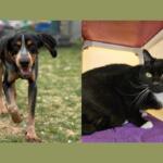 Side-by-side: a dog walking toward the camera on a grassy area (left) and a black-and-white cat with green eyes on a purple blanket indoors (right).