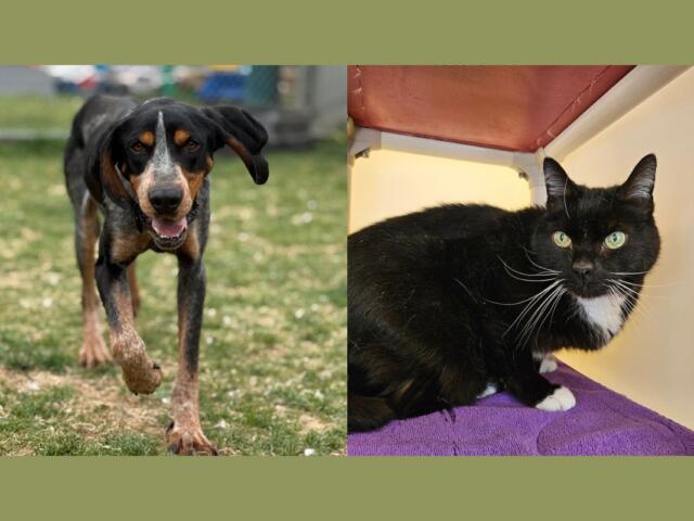 Side-by-side: a dog walking toward the camera on a grassy area (left) and a black-and-white cat with green eyes on a purple blanket indoors (right).